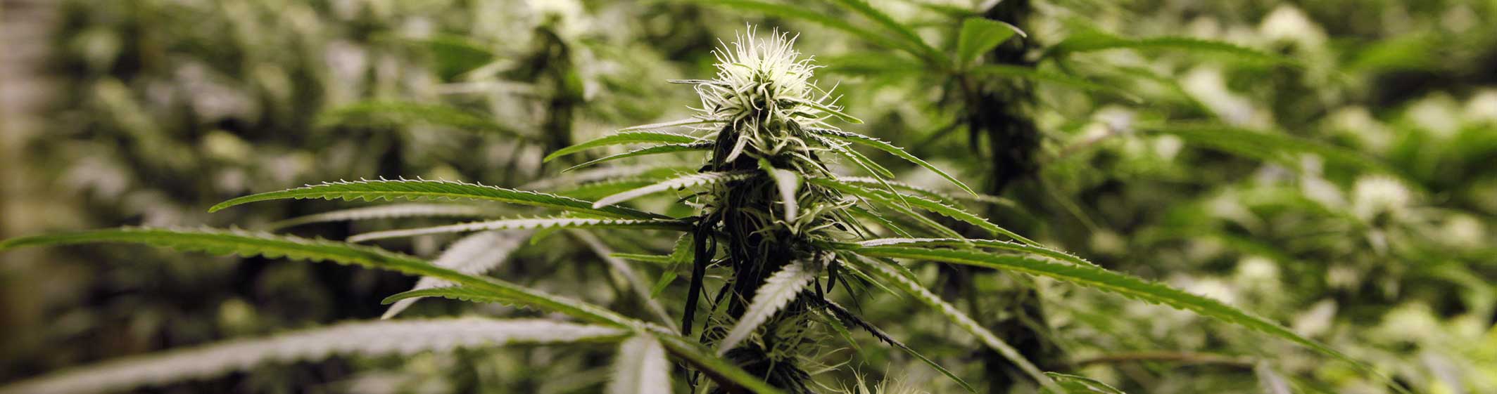 pianta di cannabis legale